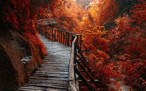 Nature Landscape River Forest Fall Walkway Path