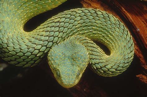 Green Bush Viper Atheris Squamiger Snake Viper Venomous Animals