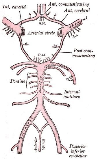 The circle of willis is a ring or circle of arteries located at the base of the brain. Labyrinthine artery - Wikipedia