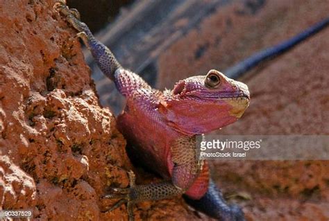 Red Headed Lizard Photos And Premium High Res Pictures Getty Images