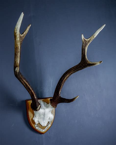 Japanese Sika Deer Skull Cap And Antlers On Shield Ans315 Antlers