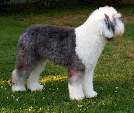 Keep reading to see what life could look like with an old english sheepdog at your side. Puppycut- Toby | Old english sheepdog puppy, English ...