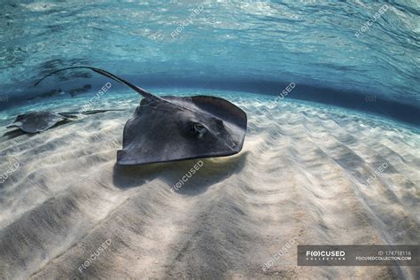 Stingrays Swimming Over Ocean Floor — Caribbean Undersea Stock Photo