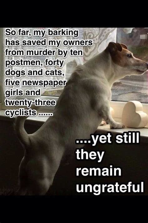12 Best Jack Russell Memes Of All Time