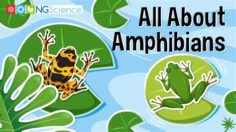 All About Amphibians Youtube