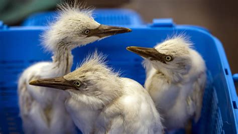 Australia Zoo Gives Second Chance To 53 Baby Egret Birds Illawarra