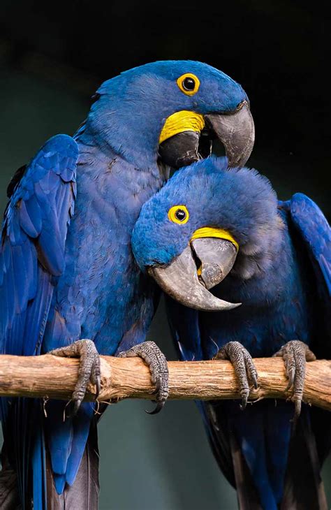 Hyacinth Macaw Facts And Care Pets Society