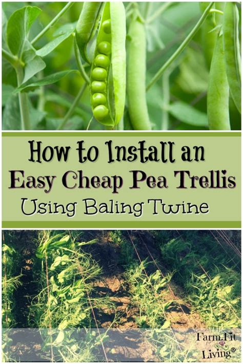 How To Install A Baling Twine Trellis For Peas Farm Fit Living