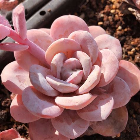 Echeveria Lauii Pink Succulent Lovely Plant Seeds 100 Right Etsy