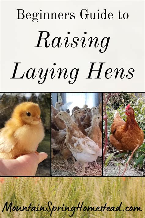 beginners guide to raising laying hens laying hens backyard flocks hens