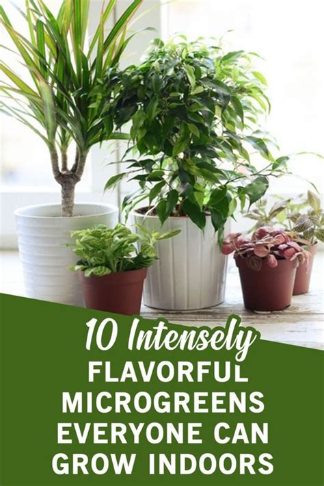 10 Intensely Flavorful Microgreens Everyone Can Grow