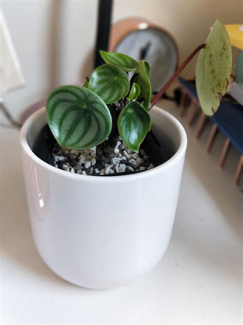 Check spelling or type a new query. Grow light or not? And other care tips?! : houseplants
