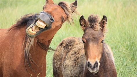 Sable Island Should The Feral Horses Be Removed Nova Scotia Cbc News