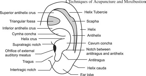 Techniques Of Acupuncture And Moxibustion Springerlink