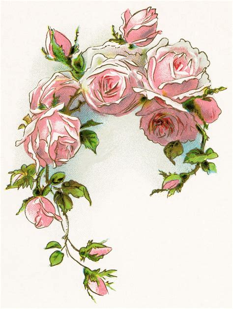 Vintage Pink Roses Clipart Rose Illustration Antique Images Vintage