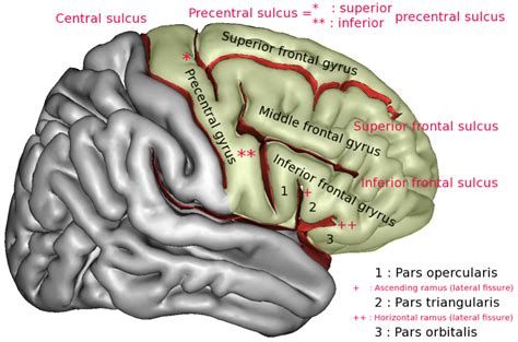 Frontalcaptslateral Precentral Gyrus Wikipedia Human Brain