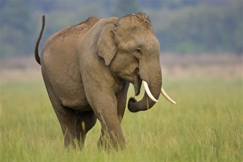 Upptäck Elefanterna I Indien Och Sydostasien