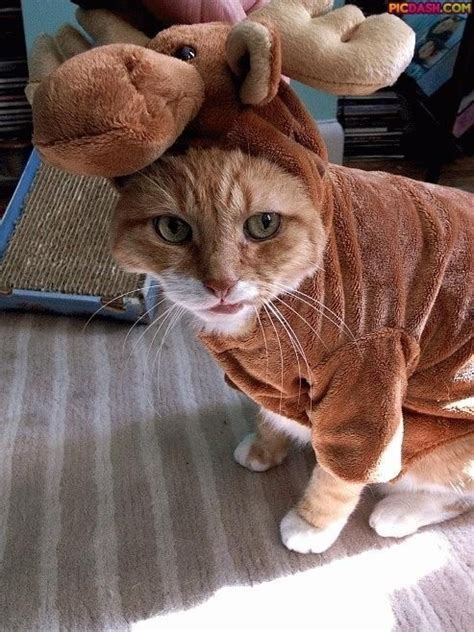Lyrics © sony/atv music publishing llc, songtrust ave. These Cat Halloween Costumes Are Unbelievably Adorable!