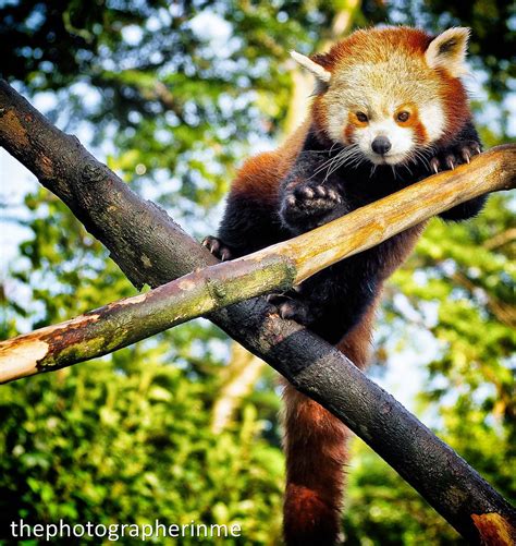 Red Panda Dublin Zoo Dublin Ireland The Photographer In Me Flickr