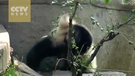 Cute Alert Panda Cub Attempts Handstand Youtube