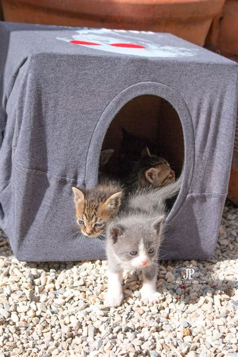 How To Make A Cheap Diy Cat House Cat House Diy Cat Diy Outdoor