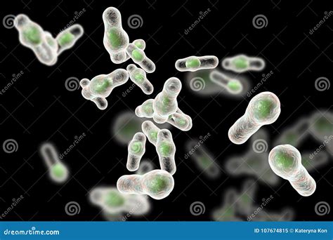 Clostridium Difficile Bacteria Stock Illustration Illustration Of