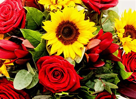 What You Need To Know About Sunflowers And Red Roses Pmcaonline
