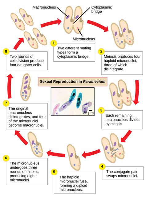 Groups Of Protists · Biology