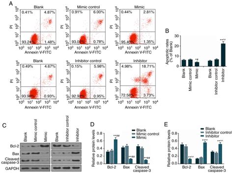 MiR 92a 3p Promotes The Proliferation Migration And Invasion Of