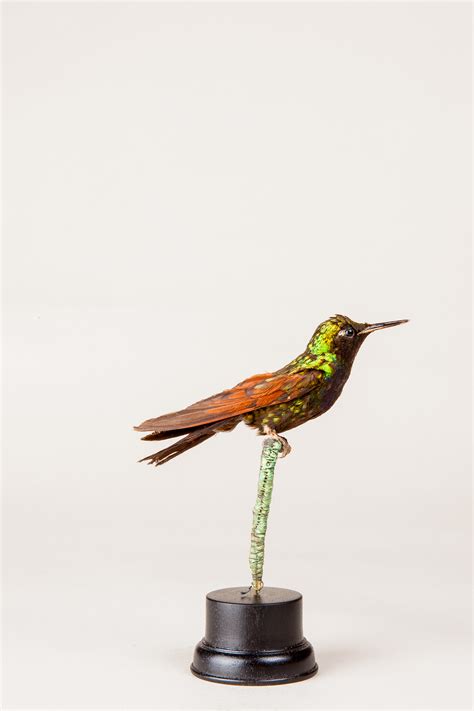 Taxidermy Garnet Throated Hummingbird