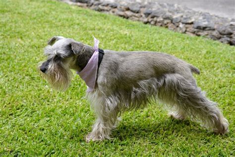 Schnauzer Hair Cuts Style Ideas With Photos And Grooming Tips