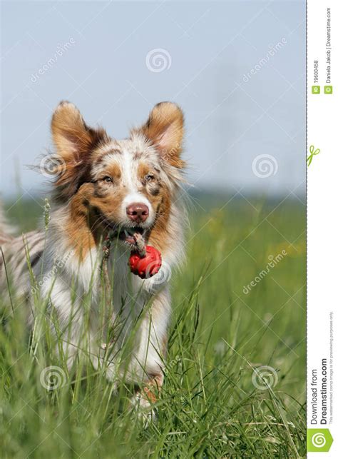 Playing Australian Shepherd Dog Stock Photo Image Of