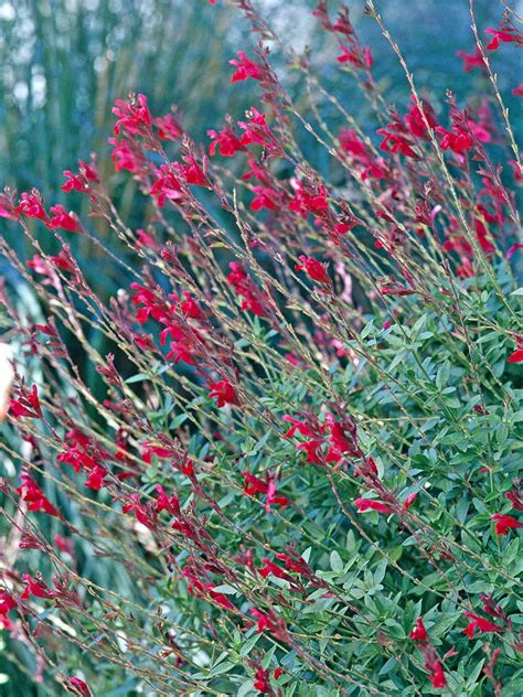 Red Perennial Flowers Full Sun 10 Best Red Perennials For Your Garden