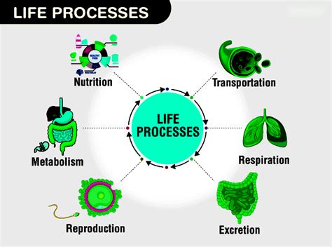 Life Processes Types Importance And Processes Testbook
