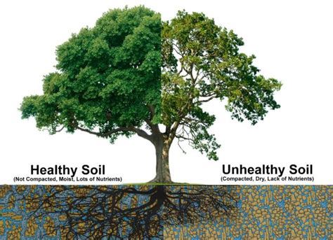 Why Soil For Tree And Plant Health Is Really Important Bios Urn Blog