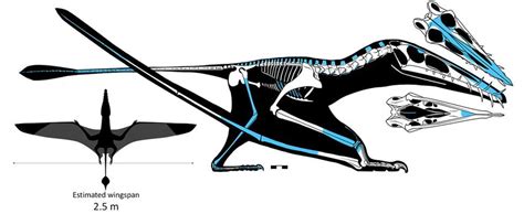 Fossil Of Largest Jurassic Pterosaur Found On Skye Bbc News