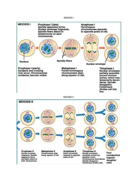 1st stage of mitosis metaphase: Diagram Of Meiosis - General Wiring Diagram
