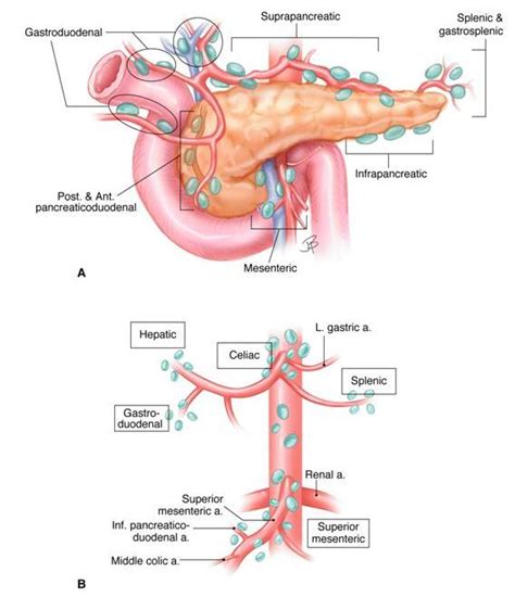 The pancreas is both an exocrine and endocrine organ. Abdominal Anatomy Pancreas : The pancreas is an abdominal ...