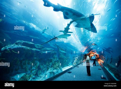Dubai Aquarium And Underwater Zoo Part Of Dubai Mall In Downtown Stock