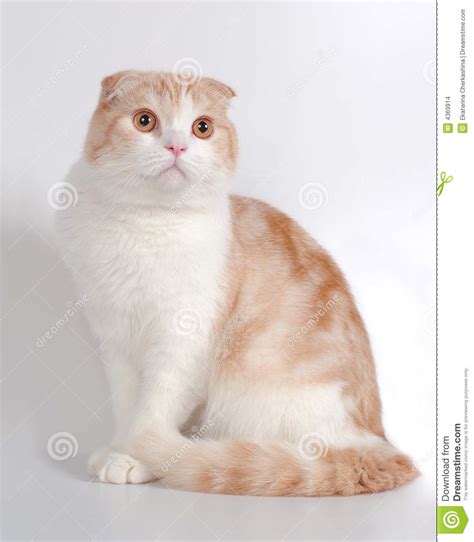 Scottish Fold Cat Stock Images Image 4369914