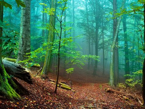Обои лес туман Fog Forest Path Moss Fallen Green Nature Landscapes Trees Forest