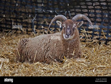 Rare Breed Castlemilk Moorit Sheep Stock Photo Alamy