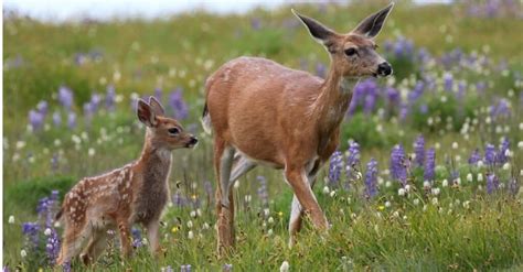 Baby Deer 6 Fawn Pictures And 6 Facts A Z Animals