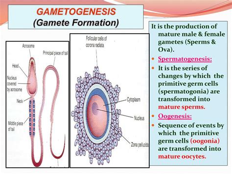 Ppt Gametogenesis And Female Cycles Powerpoint Presentation Free Download Id 2014388