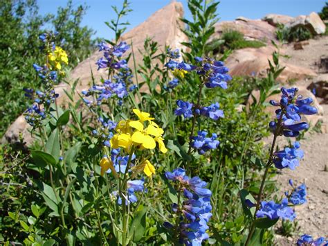 New Utah Gardener Mountain Wildflowers
