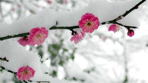 Blossom Cherry Tree In Winter Season Cold Snow