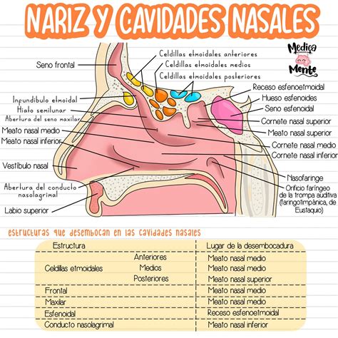 Nariz Y Cavidades Nasales Anatomía De La Lengua Anatomia Y
