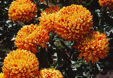 Flowers toxic to cats that are commonly used in flower arrangements; Common Garden Plants That Are Toxic to Cats