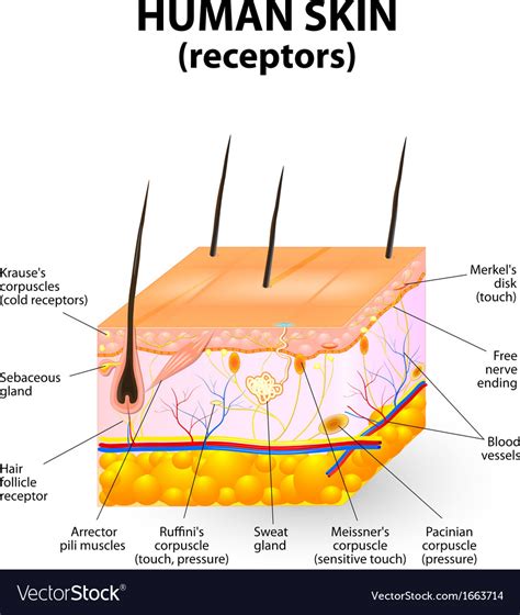 Cross Section Human Skin Royalty Free Vector Image