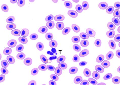 Thrombocytes Thrombocytes T Are Found Individually And In Small